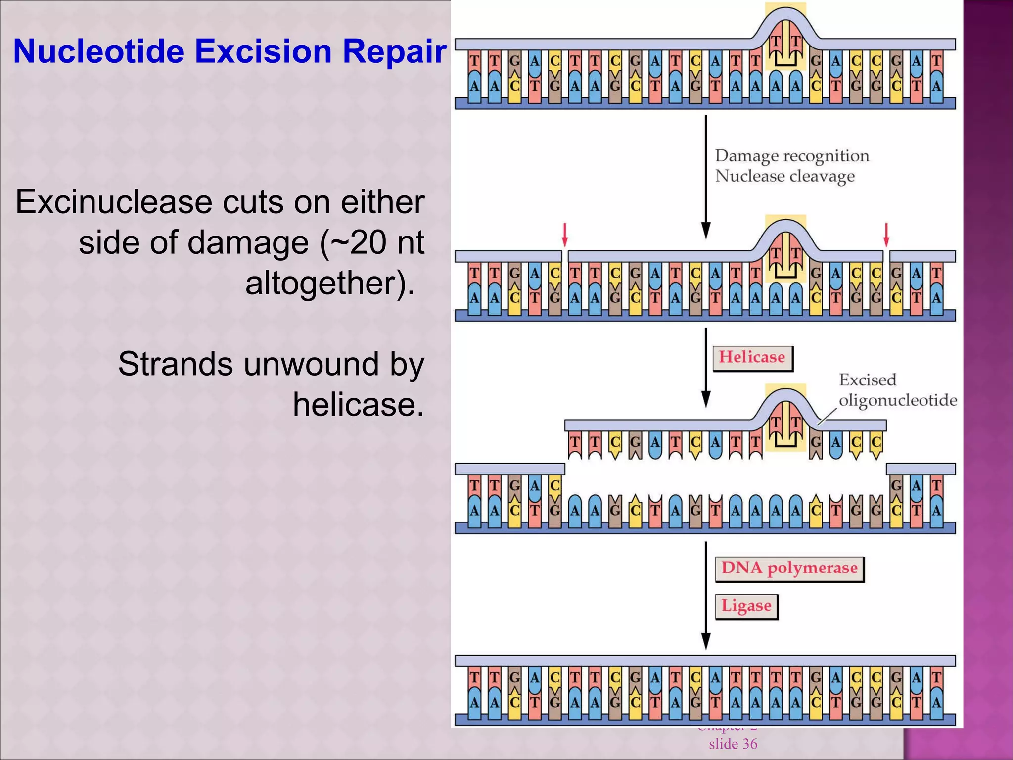 Chapter 2 
slide 36 
Nucleotide Excision Repair 
Excinuclease cuts on either 
side of damage (~20 nt 
altogether). 
Strands unwound by 
helicase. 
 