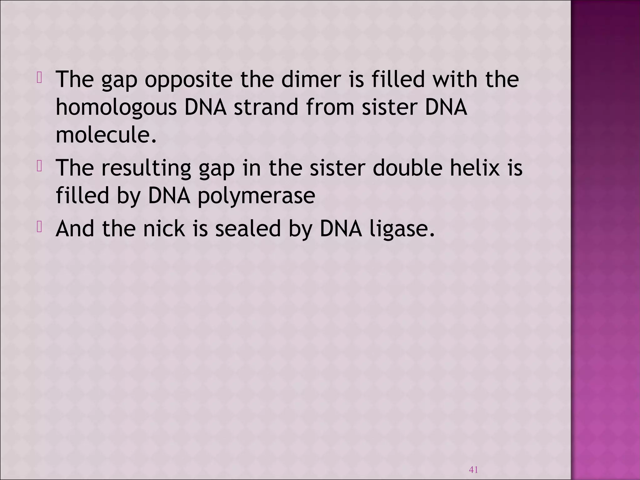  The gap opposite the dimer is filled with the 
homologous DNA strand from sister DNA 
molecule. 
 The resulting gap in the sister double helix is 
filled by DNA polymerase 
 And the nick is sealed by DNA ligase. 
41 
 