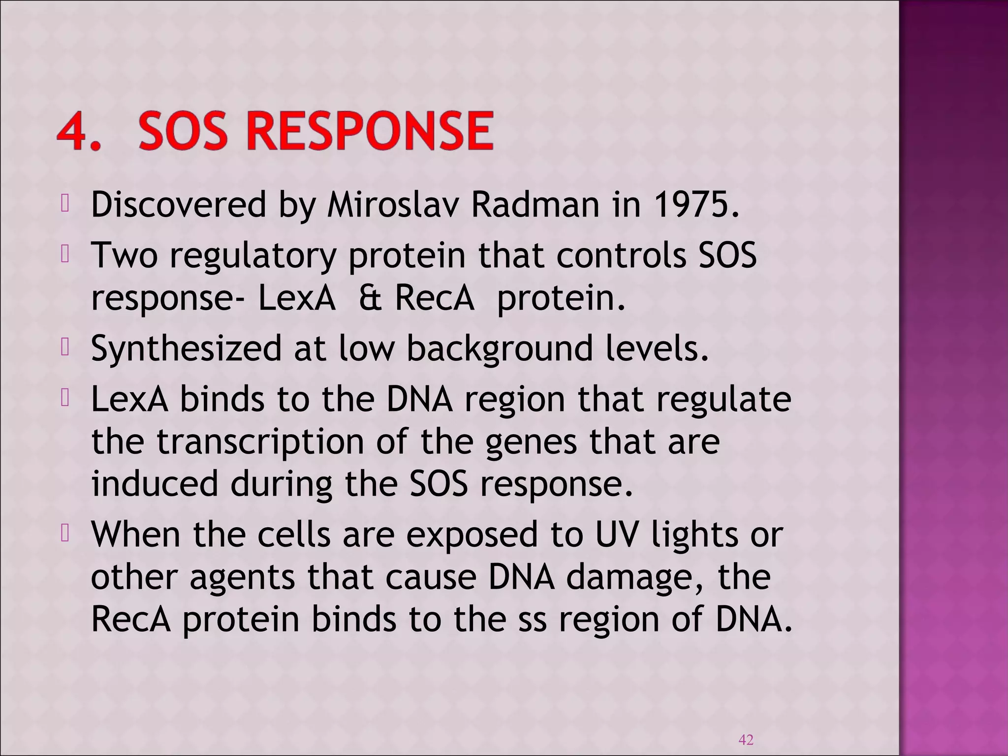  Discovered by Miroslav Radman in 1975. 
 Two regulatory protein that controls SOS 
response- LexA & RecA protein. 
 Synthesized at low background levels. 
 LexA binds to the DNA region that regulate 
the transcription of the genes that are 
induced during the SOS response. 
 When the cells are exposed to UV lights or 
other agents that cause DNA damage, the 
RecA protein binds to the ss region of DNA. 
42 
 