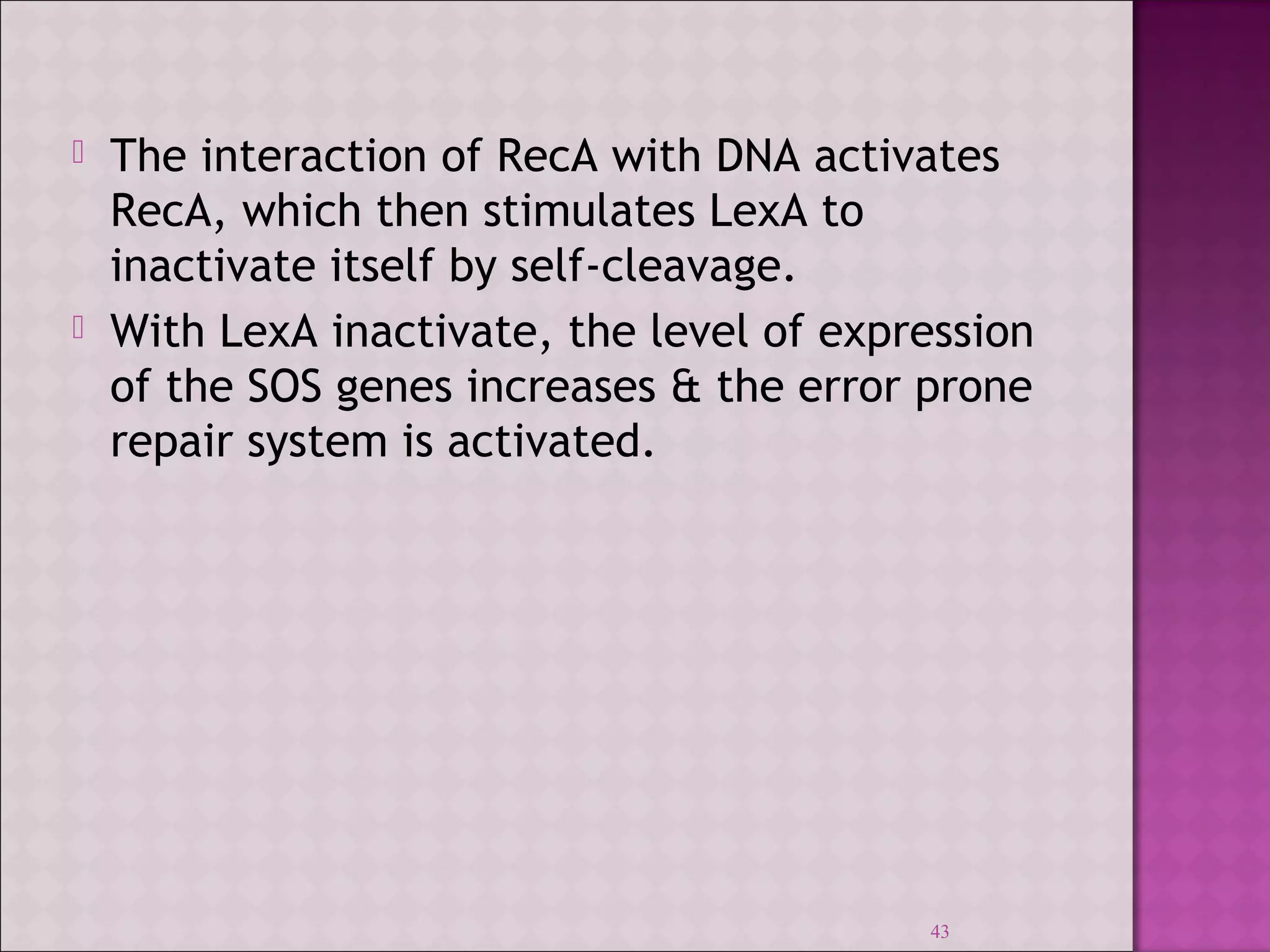  The interaction of RecA with DNA activates 
RecA, which then stimulates LexA to 
inactivate itself by self-cleavage. 
 With LexA inactivate, the level of expression 
of the SOS genes increases & the error prone 
repair system is activated. 
43 
 