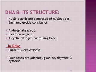 Nucleic acids are composed of nucleotides. 
 Each nucleotide consists of: 
12 
1. A Phosphate group, 
2. 5 carbon sugar & 
3. A cyclic nitrogen containing base. 
In DNA: 
 Sugar is 2-deoxyribose 
 Four bases are adenine, guanine, thymine & 
cytosine. 
 