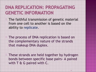  The faithful transmission of genetic material 
from one cell to another is based on the 
ability to replicate. 
 The process of DNA replication is based on 
the complementary nature of the strands 
that makeup DNA duplex. 
 These strands are held together by hydrogen 
bonds between specific base pairs- A paired 
with T & G paired with C. 
14 
 