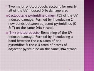 Two major photoproducts account for nearly 
all of the UV induced DNA damage are: 
a) Cyclobutane pyrimidine dimer- 75% of the UV 
induced damage. Formed by introducing 2 
new bonds between adjacent pyrimidines (C 
& T) on the same DNA strand. 
b) (6-4) photoproducts- Remaining of the UV 
induced damage. Formed by introducing a 
bond between the c-6 atom of one 
pyrimidine & the c-4 atom of atoms of 
adjacent pyrimidine on the same DNA strand. 
24 
 