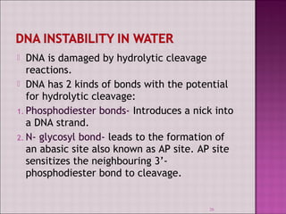 DNA is damaged by hydrolytic cleavage 
reactions. 
 DNA has 2 kinds of bonds with the potential 
for hydrolytic cleavage: 
1. Phosphodiester bonds- Introduces a nick into 
a DNA strand. 
2. N- glycosyl bond- leads to the formation of 
an abasic site also known as AP site. AP site 
sensitizes the neighbouring 3’- 
phosphodiester bond to cleavage. 
26 
 