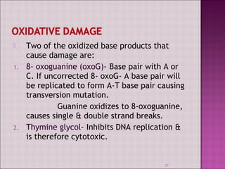  Two of the oxidized base products that 
cause damage are: 
1. 8- oxoguanine (oxoG)- Base pair with A or 
C. If uncorrected 8- oxoG- A base pair will 
be replicated to form A-T base pair causing 
transversion mutation. 
Guanine oxidizes to 8-oxoguanine, 
causes single & double strand breaks. 
2. Thymine glycol- Inhibits DNA replication & 
is therefore cytotoxic. 
27 
 