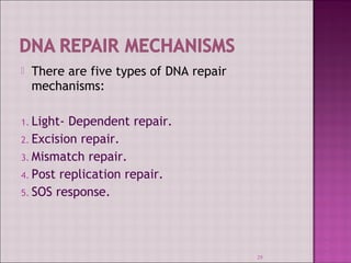  There are five types of DNA repair 
mechanisms: 
1. Light- Dependent repair. 
2. Excision repair. 
3. Mismatch repair. 
4. Post replication repair. 
5. SOS response. 
29 
 