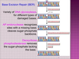 34 
Base Excision Repair (BER) 
Variety of DNA glycosylases, 
for different types of 
damaged bases. 
AP endonuclease recognizes 
sites with a missing base; 
cleaves sugar-phosphate 
backbone. 
Deoxyribose 
phosphodiesterase removes 
the sugar-phosphate lacking 
the base. 
 