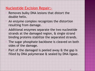 Nucleotide Excision Repair:- 
 Removes bulky DNA lesions that distort the 
double helix. 
 An enzyme complex recognizes the distortion 
resulting from damage. 
 Additional enzymes separate the two nucleotide 
strands at the damaged region, & single strand 
binding proteins stabilize the separated strands. 
 The sugar phosphate backbone is cleaved on both 
sides of the damage. 
 Part of the damaged is peeled away & the gap is 
filled by DNA polymerase & sealed by DNA ligase. 
35 
 