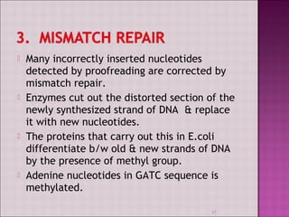  Many incorrectly inserted nucleotides 
detected by proofreading are corrected by 
mismatch repair. 
 Enzymes cut out the distorted section of the 
newly synthesized strand of DNA & replace 
it with new nucleotides. 
 The proteins that carry out this in E.coli 
differentiate b/w old & new strands of DNA 
by the presence of methyl group. 
 Adenine nucleotides in GATC sequence is 
methylated. 
37 
 
