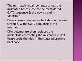  The mismatch repair complex brings the 
mismatch bases close to the methylated 
GATC sequence & the new strand is 
identified. 
 Exonucleases remove nucleotides on the new 
strand b/w the GATC sequence & the 
mismatch. 
 DNA polymerase then replaces the 
nucleotides correcting the mismatch & DNA 
ligase seals the nick in the sugar phosphate 
backbone. 
38 
 