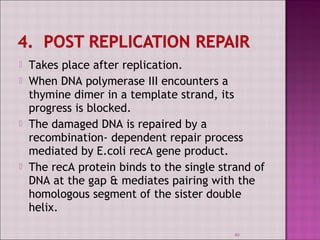  Takes place after replication. 
 When DNA polymerase III encounters a 
thymine dimer in a template strand, its 
progress is blocked. 
 The damaged DNA is repaired by a 
recombination- dependent repair process 
mediated by E.coli recA gene product. 
 The recA protein binds to the single strand of 
DNA at the gap & mediates pairing with the 
homologous segment of the sister double 
helix. 
40 
 