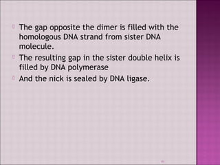  The gap opposite the dimer is filled with the 
homologous DNA strand from sister DNA 
molecule. 
 The resulting gap in the sister double helix is 
filled by DNA polymerase 
 And the nick is sealed by DNA ligase. 
41 
 