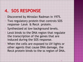  Discovered by Miroslav Radman in 1975. 
 Two regulatory protein that controls SOS 
response- LexA & RecA protein. 
 Synthesized at low background levels. 
 LexA binds to the DNA region that regulate 
the transcription of the genes that are 
induced during the SOS response. 
 When the cells are exposed to UV lights or 
other agents that cause DNA damage, the 
RecA protein binds to the ss region of DNA. 
42 
 