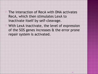  The interaction of RecA with DNA activates 
RecA, which then stimulates LexA to 
inactivate itself by self-cleavage. 
 With LexA inactivate, the level of expression 
of the SOS genes increases & the error prone 
repair system is activated. 
43 
 