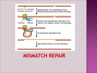 DNA as the Genetic material,DNA damage and Repair Mechanism