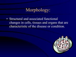 Morphology: Structural and associated functional changes in cells, tissues and organs that are characteristic of the disease or condition. 