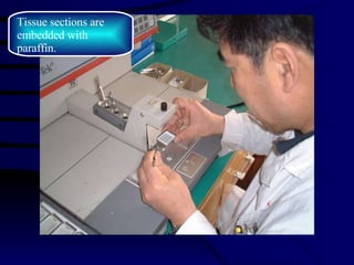 Tissue sections are  embedded with paraffin. 