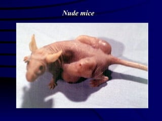 Nude mice 