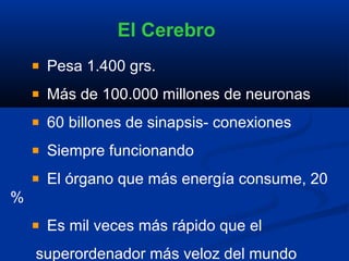 El Cerebro
     Pesa 1.400 grs.
     Más de 100.000 millones de neuronas
     60 billones de sinapsis- conexiones
     Siempre funcionando
     El órgano que más energía consume, 20
%
     Es mil veces más rápido que el
    superordenador más veloz del mundo
 