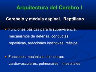 Arquitectura del Cerebro I

Cerebelo y médula espinal. Reptiliano

 Funciones básicas para la supervivencia:
 mecanismos de defensa, conductas
 repetitivas, reacciones instintivas, reflejos


 Funciones mecánicas del cuerpo:
 cardiovasculares, pulmonares , intestinales
 