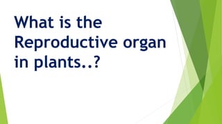 What is the
Reproductive organ
in plants..?
 