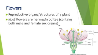 Flowers
 Reproductive organs/structures of a plant
 Most flowers are hermaphrodites (contains
both male and female sex organs)
 