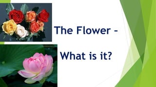 The Flower –
What is it?
 
