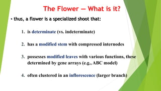 • thus, a flower is a specialized shoot that:
1. is determinate (vs. indeterminate)
2. has a modified stem with compressed internodes
3. possesses modified leaves with various functions, these
determined by gene arrays (e.g., ABC model)
4. often clustered in an inflorescence (larger branch)
The Flower — What is it?
 