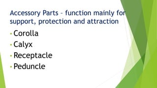 Accessory Parts – function mainly for
support, protection and attraction
• Corolla
• Calyx
• Receptacle
• Peduncle
 