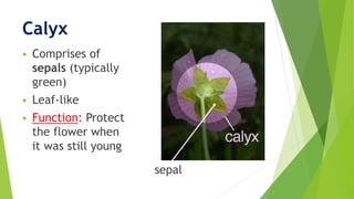 Calyx
 Comprises of
sepals (typically
green)
 Leaf-like
 Function: Protect
the flower when
it was still young
sepal
 