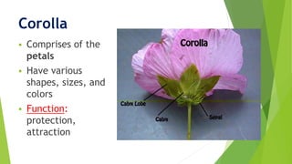 Corolla
 Comprises of the
petals
 Have various
shapes, sizes, and
colors
 Function:
protection,
attraction
 