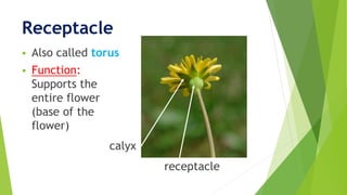 Receptacle
 Also called torus
 Function:
Supports the
entire flower
(base of the
flower)
receptacle
calyx
 