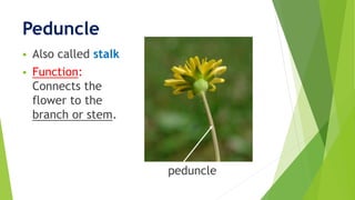 Peduncle
 Also called stalk
 Function:
Connects the
flower to the
branch or stem.
peduncle
 