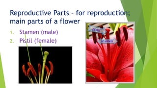 Reproductive Parts – for reproduction;
main parts of a flower
1. Stamen (male)
2. Pistil (female)
 