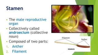 Stamen
 The male reproductive
organ
 Collectively called
androecium (collective
noun)
 Composed of two parts:
1. Anther
2. Filament
 
