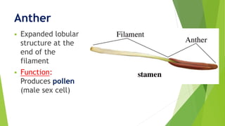 Anther
 Expanded lobular
structure at the
end of the
filament
 Function:
Produces pollen
(male sex cell)
 