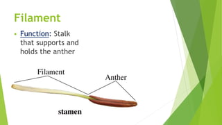 Filament
 Function: Stalk
that supports and
holds the anther
 