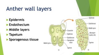  Epidermis
 Endothecium
 Middle layers
 Tapetum
 Sporogenous tissue
Anther wall layers
 