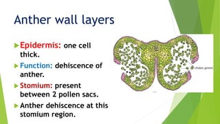 Epidermis: one cell
thick.
 Function: dehiscence of
anther.
 Stomium: present
between 2 pollen sacs.
 Anther dehiscence at this
stomium region.
Anther wall layers
 