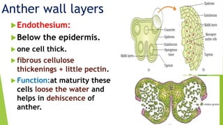 Endothesium:
Below the epidermis.
 one cell thick.
 fibrous cellulose
thickenings + little pectin.
 Function:at maturity these
cells loose the water and
helps in dehiscence of
anther.
Anther wall layers
 