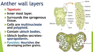 Tapetum:
Inner most layer.
Surrounds the sprogenous
tissue.
Cells are multinucleate
and polyploid.
Contain ubisch bodies.
Ubisch bodies secretes-
sporopollenin.
 Function: Nourishes the
developing pollen grains.
Anther wall layers
 