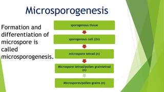 Microsporogenesis
sporogenous tissue
sporogenous cell (2n)
microspore tetrad (n)
Microspore tetrad/pollen graintetrad
(n)
Microspores/pollen grains (n)
Formation and
differentiation of
microspore is
called
microsporogenesis.
 