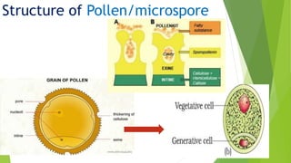 Structure of Pollen/microspore
 