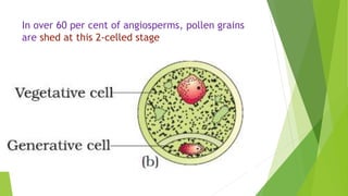 In over 60 per cent of angiosperms, pollen grains
are shed at this 2-celled stage
 