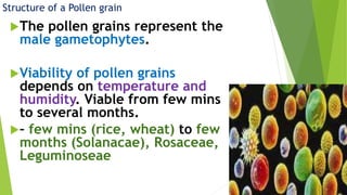 41
Structure of a Pollen grain
The pollen grains represent the
male gametophytes.
Viability of pollen grains
depends on temperature and
humidity. Viable from few mins
to several months.
– few mins (rice, wheat) to few
months (Solanacae), Rosaceae,
Leguminoseae
 