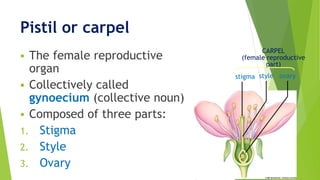 Pistil or carpel
 The female reproductive
organ
 Collectively called
gynoecium (collective noun)
 Composed of three parts:
1. Stigma
2. Style
3. Ovary
ovarystyle
CARPEL
(female reproductive
part)
stigma
 
