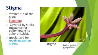 Stigma
 Swollen tip of the
pistil
 Function:
 Covered by sticky
substance for
pollen grains to
adhere (stick).
 specialized for
receiving pollen
grains. stigma Pollen grains
(purple dots)
 