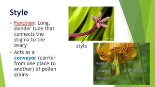 Style
 Function: Long,
slender tube that
connects the
stigma to the
ovary
 Acts as a
conveyor (carrier
from one place to
another) of pollen
grains
style
 