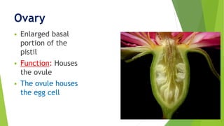 Ovary
 Enlarged basal
portion of the
pistil
 Function: Houses
the ovule
 The ovule houses
the egg cell
 