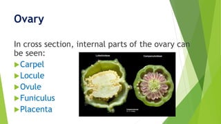 Ovary
In cross section, internal parts of the ovary can
be seen:
Carpel
Locule
Ovule
Funiculus
Placenta
 